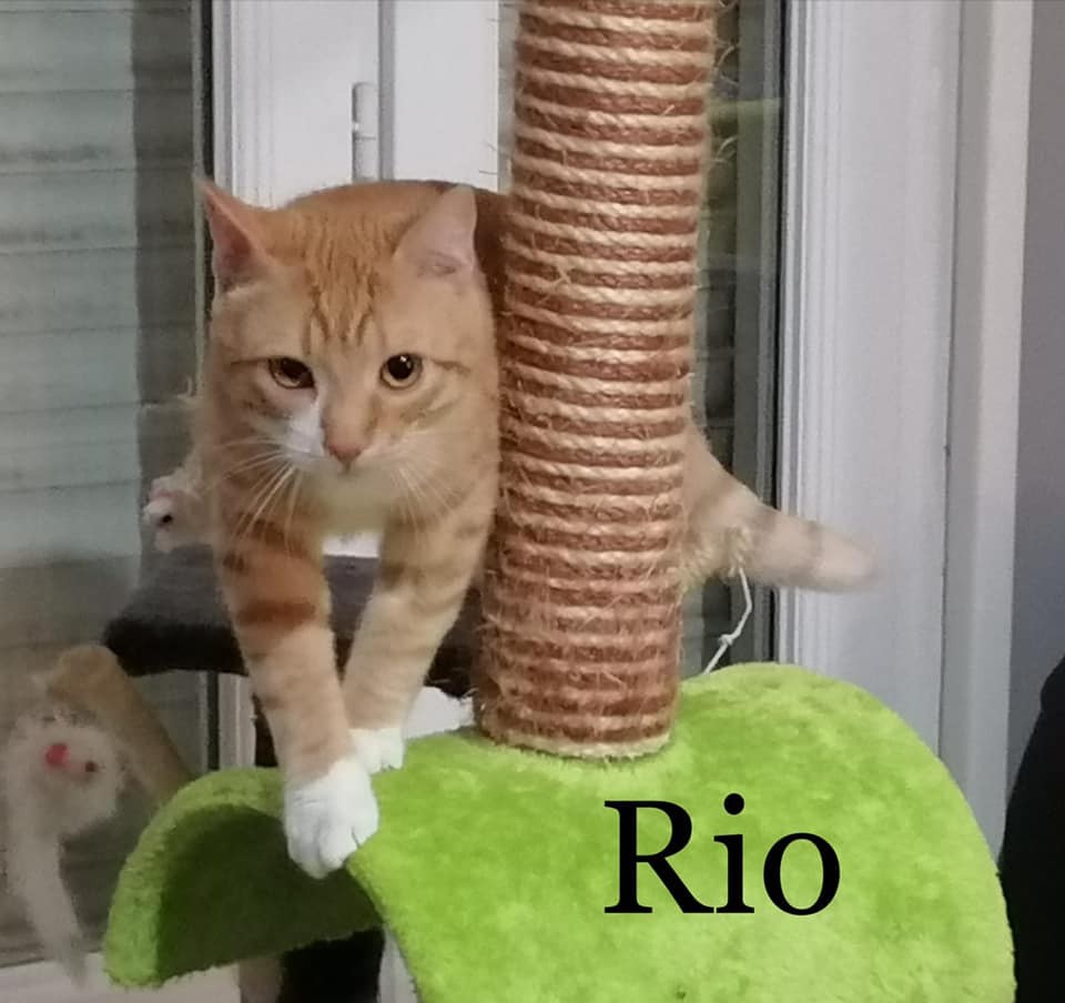 rio-4-