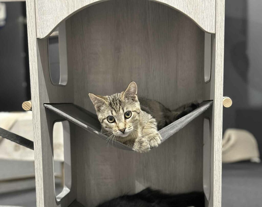 att.cMVIZfP0TF3S5vx779Vx-XDZf6b2IY-ArgdOcAobWoA