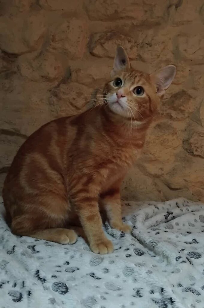 15ae2395b322e4fb0b07b36d7bf48999