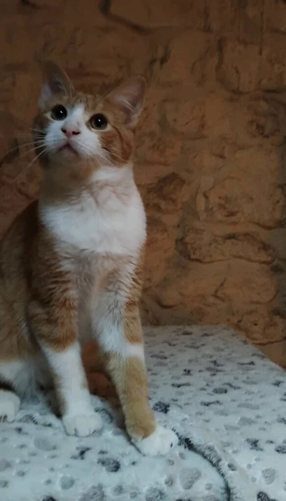 1956aba5c828f6e48311628d6bc9b31b