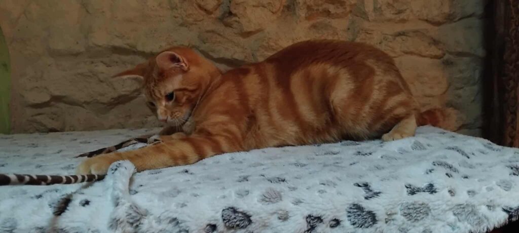 53de10196c44a024aacba6d09370f0e7