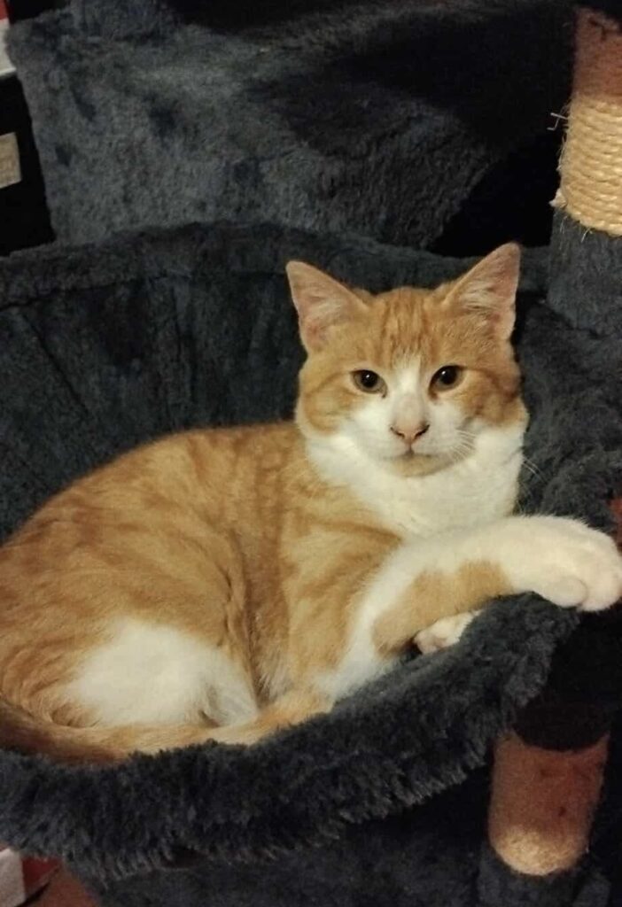 e91614f58c4bc9076395557381a4fc53